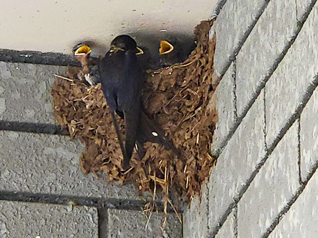 ツバメ成鳥＆雛鳥